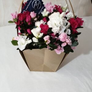 Azalea multicolor Cod 010