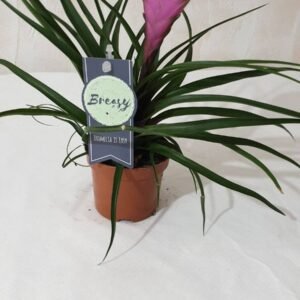 Tillandsia Cod 009
