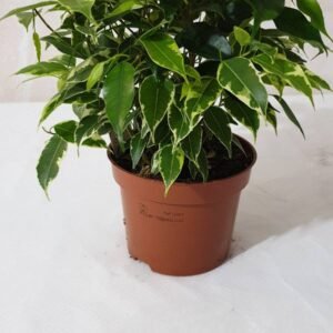 Ficus Cod 006