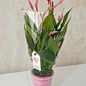 Anthurium Lilli Cod 019