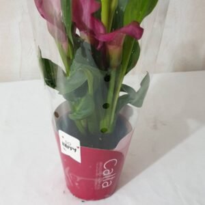 Cala color Cod 003