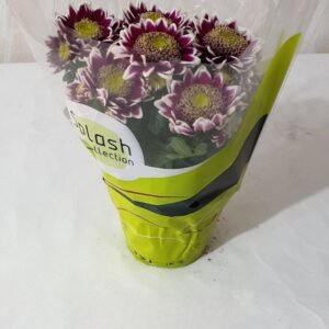 Crizantema Splash Rocker Cod 011