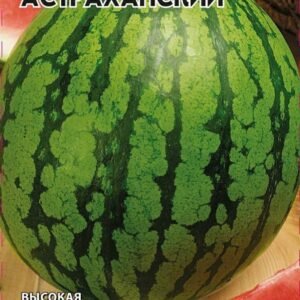 Seminte pepene verde ”Astrahanskii”