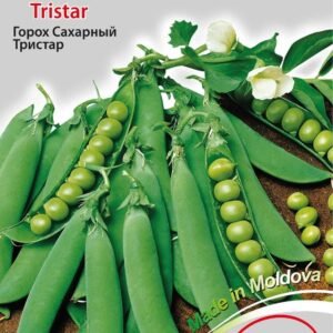 Seminte mazare zaharata ”Tristar”