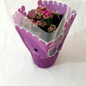 Calandiva Serenity Cod 020