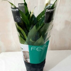 Spathifilum Torelli Cod 017
