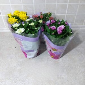 Floare Chrisantema mix (10), F011